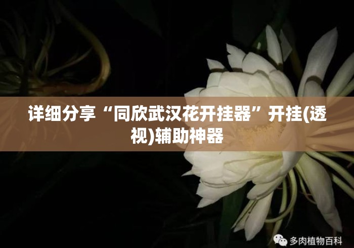 详细分享“同欣武汉花开挂器”开挂(透视)辅助神器