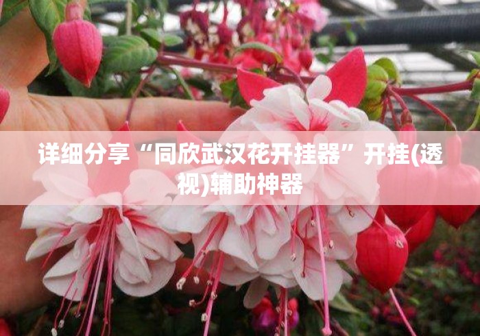 详细分享“同欣武汉花开挂器”开挂(透视)辅助神器
