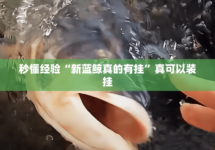 秒懂经验“新蓝鲸真的有挂”真可以装挂