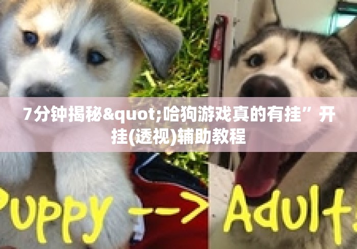 7分钟揭秘"哈狗游戏真的有挂	”开挂(透视)辅助教程