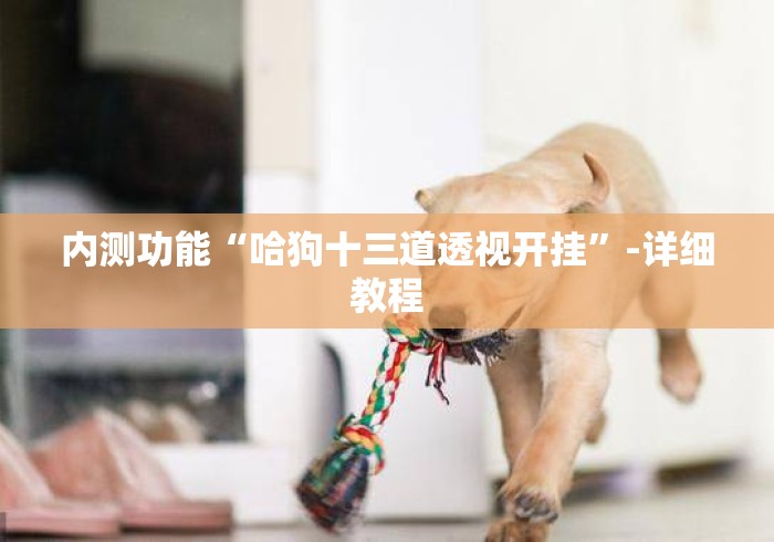 内测功能“哈狗十三道透视开挂”-详细教程